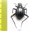 Tenebrionidae sp.  South Africa Rep. - INSECTS-STORE.RU