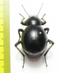 Tenebrionidae sp.  South Africa Rep. - INSECTS-STORE.RU