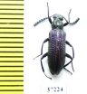 Tenebrionidae sp.  South Africa Rep. - INSECTS-STORE.RU