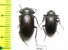 Tenebrionidae sp.  South Africa Rep. - INSECTS-STORE.RU