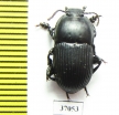 Tenebrionidae sp.  South Africa Rep. - INSECTS-STORE.RU