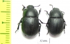 Tenebrionidae sp.  South Africa Rep. - INSECTS-STORE.RU