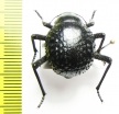 Physosterna sp.  South Africa Rep. - INSECTS-STORE.RU