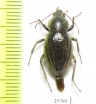 Tenebrionidae sp.  South Africa Rep. - INSECTS-STORE.RU