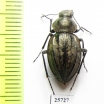 Tenebrionidae sp.  South Africa Rep. - INSECTS-STORE.RU