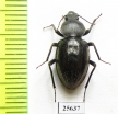 Tenebrionidae sp.  South Africa Rep. - INSECTS-STORE.RU