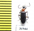 Tenebrionidae sp.  South Africa Rep. - INSECTS-STORE.RU