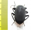 Tenebrionidae sp.  South Africa Rep. - INSECTS-STORE.RU