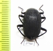 Tenebrionidae sp.  South Africa Rep. - INSECTS-STORE.RU