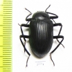 Tenebrionidae sp.  South Africa Rep. - INSECTS-STORE.RU