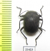 Tenebrionidae sp.  South Africa Rep. - INSECTS-STORE.RU