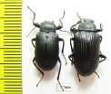 Tenebrionidae sp.  South Africa Rep. - INSECTS-STORE.RU