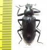 Tenebrionidae sp.  South Africa Rep. - INSECTS-STORE.RU