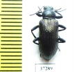 Tenebrionidae sp.  South Africa Rep. - INSECTS-STORE.RU