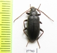 Tenebrionidae sp.  South Africa Rep. - INSECTS-STORE.RU
