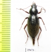 Tenebrionidae sp.  South Africa Rep. - INSECTS-STORE.RU