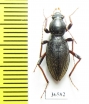 Tenebrionidae sp.  South Africa Rep. - INSECTS-STORE.RU