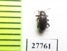 Tenebrionidae sp.  South Africa Rep. - INSECTS-STORE.RU
