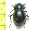Tenebrionidae sp.  South Africa Rep. - INSECTS-STORE.RU