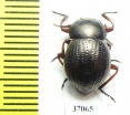 Tenebrionidae sp.  South Africa Rep. - INSECTS-STORE.RU