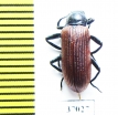 Tenebrionidae sp.  South Africa Rep. - INSECTS-STORE.RU