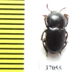 Tenebrionidae sp.  South Africa Rep. - INSECTS-STORE.RU