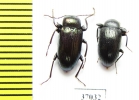 Tenebrionidae sp.  South Africa Rep. - INSECTS-STORE.RU