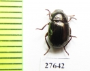 Tenebrionidae sp.  South Africa Rep. - INSECTS-STORE.RU