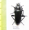 Tenebrionidae sp.  South Africa Rep. - INSECTS-STORE.RU