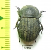 Anomalipus sp.  South Africa Rep. - INSECTS-STORE.RU