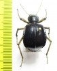 Dichta cubica  South Africa Rep. - INSECTS-STORE.RU