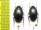 Zophosis sp.  South Africa Rep. - INSECTS-STORE.RU