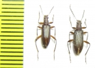 Tenebrionidae sp.  Argentina - INSECTS-STORE.RU