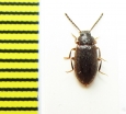 Tenebrionidae sp.  Argentina - INSECTS-STORE.RU