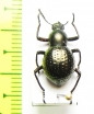 Tenebrionidae sp.  Argentina - INSECTS-STORE.RU