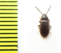 Tenebrionidae sp.  Argentina - INSECTS-STORE.RU