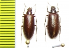 Tenebrionidae sp.  Argentina - INSECTS-STORE.RU