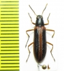 Tenebrionidae sp.  Argentina - INSECTS-STORE.RU