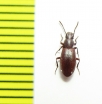 Achanius sp.  Argentina - INSECTS-STORE.RU