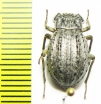 Auladera sp.  Argentina - INSECTS-STORE.RU