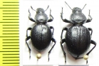 Emmallodera coriacea  Argentina - INSECTS-STORE.RU