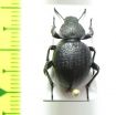Emmallodera coriacea  Argentina - INSECTS-STORE.RU