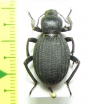 Emmallodera perlifera  Argentina - INSECTS-STORE.RU