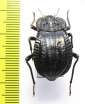 Epipedonota lata  Argentina - INSECTS-STORE.RU