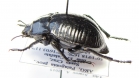 Nyctelia plicata  Argentina - INSECTS-STORE.RU