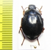 Nyctelia suturacava  Argentina - INSECTS-STORE.RU