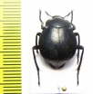 Nyctelia wittmeri  Argentina - INSECTS-STORE.RU