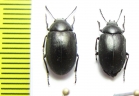 Nyctopetus sp.  Argentina - INSECTS-STORE.RU