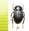 Plathestes sp.  Argentina - INSECTS-STORE.RU