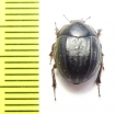 Praocis sellata  Argentina - INSECTS-STORE.RU